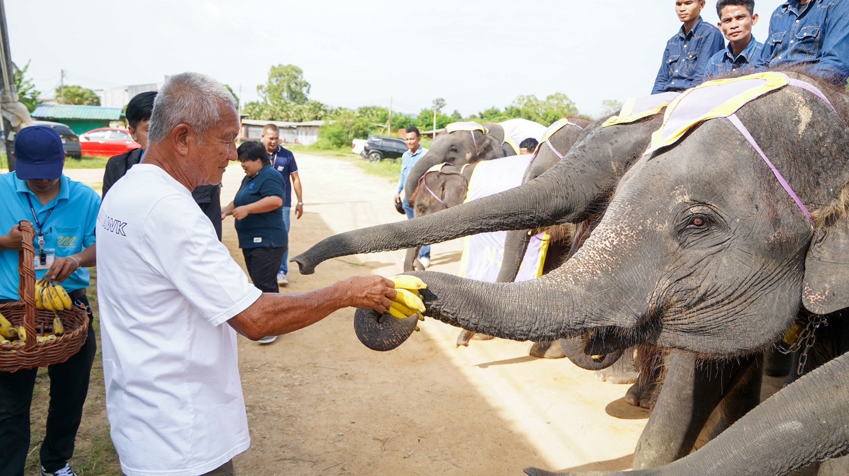 พังน้องพรแม่ช้างพันธุ์แชมป์ ผลิตลูกคุณภาพ 6 เชือกรวด สุดยอดแม่พันธุ์แห่งปางช้างสวนนงนุชพัทยา 9 S 5194962
