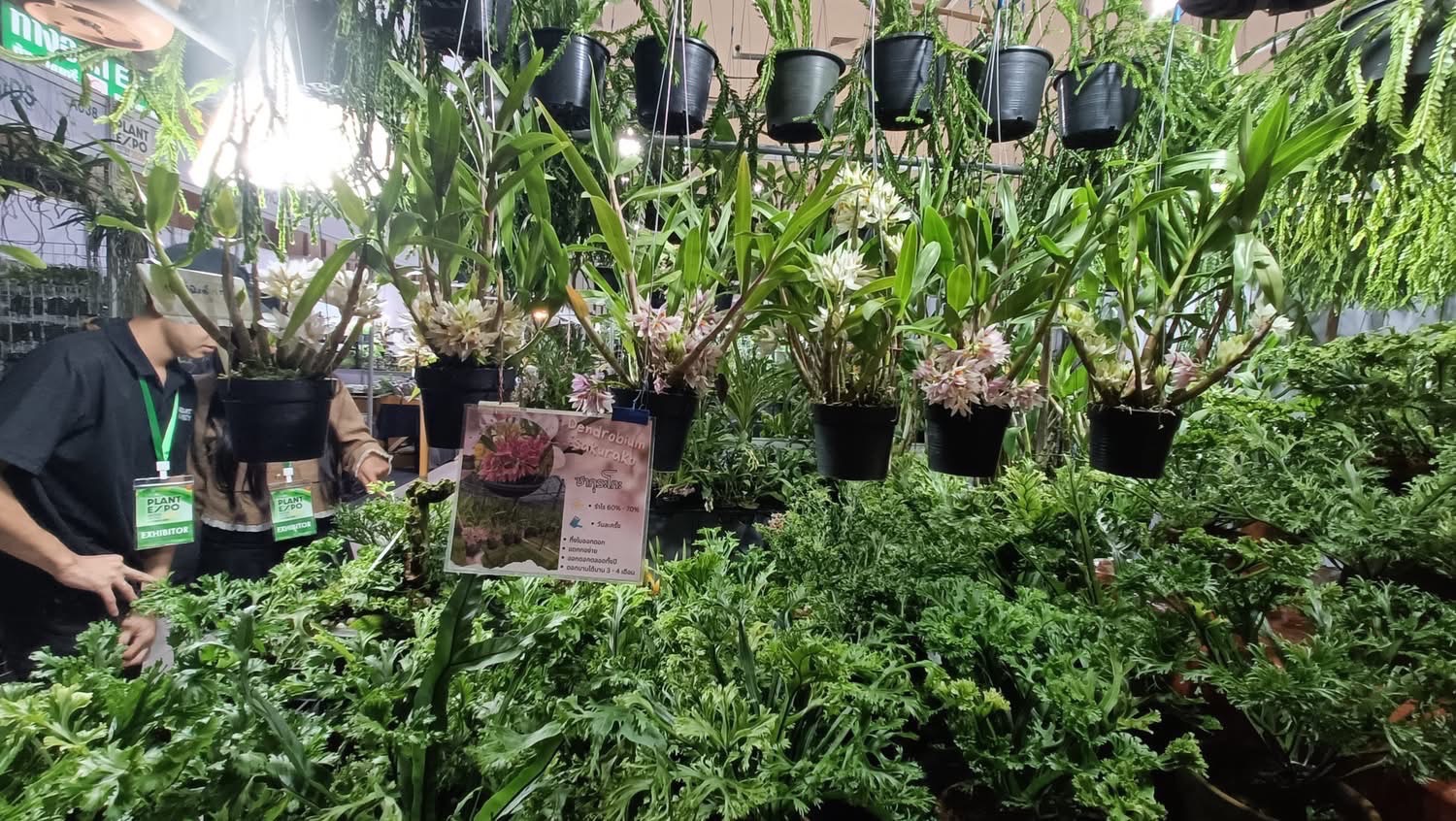 เปิดงานแล้ว Nongnooch Plant Expo International 2025 ยกระดับวงการพันธุ์ไม้ไทยสู่สากล 9 S 5301213