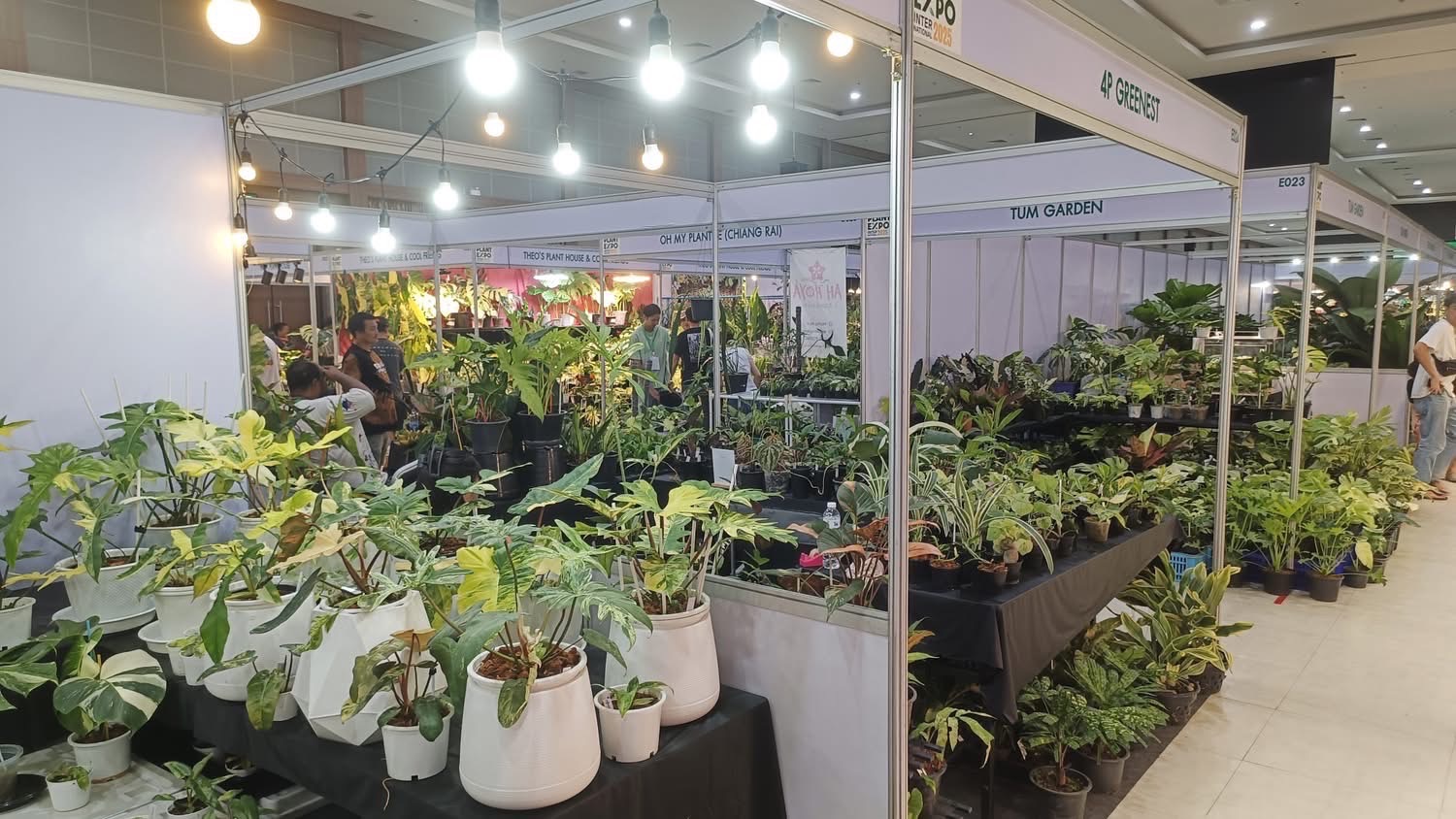 เปิดงานแล้ว Nongnooch Plant Expo International 2025 ยกระดับวงการพันธุ์ไม้ไทยสู่สากล 7 S 5301228