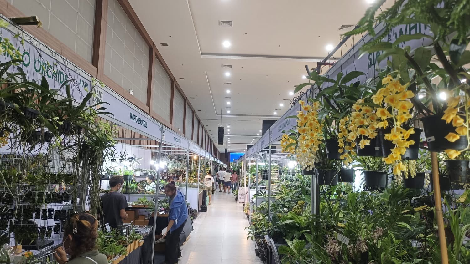 เปิดงานแล้ว Nongnooch Plant Expo International 2025 ยกระดับวงการพันธุ์ไม้ไทยสู่สากล 8 S 5301243