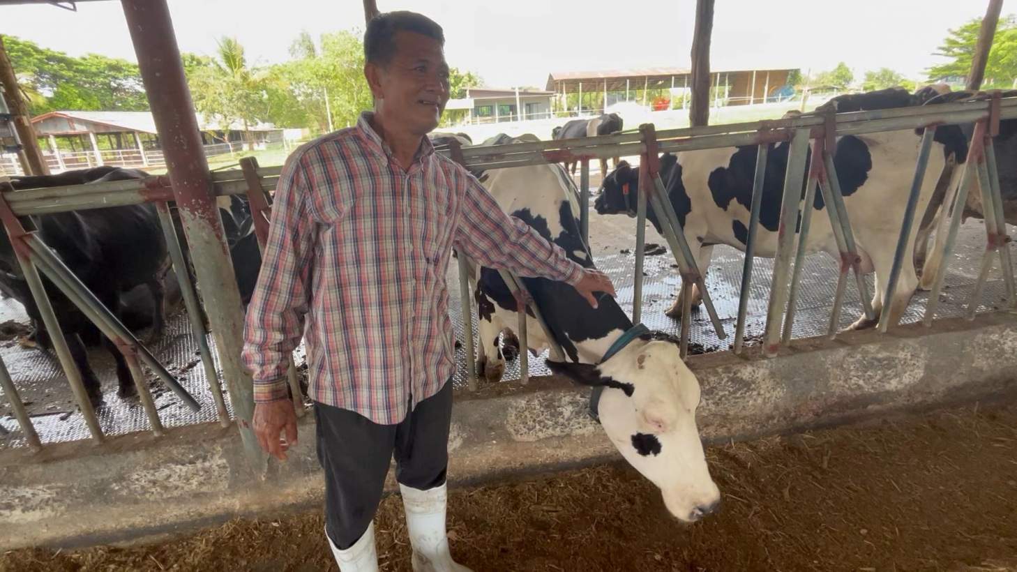 อธิบดีกรมส่งเสริมสหกรณ์ ลั่นนักเรียนต้องได้ดื่มนมคุณภาพ พร้อมร่วมมือหน่วยงานที่เกี่ยวข้องปรับวิธีการจัดการนมทั้งระบบ สร้างความยั่งยืนแก่อาชีพเลี้ยงโคนมเกษตรกรไทย 4 S 90677294