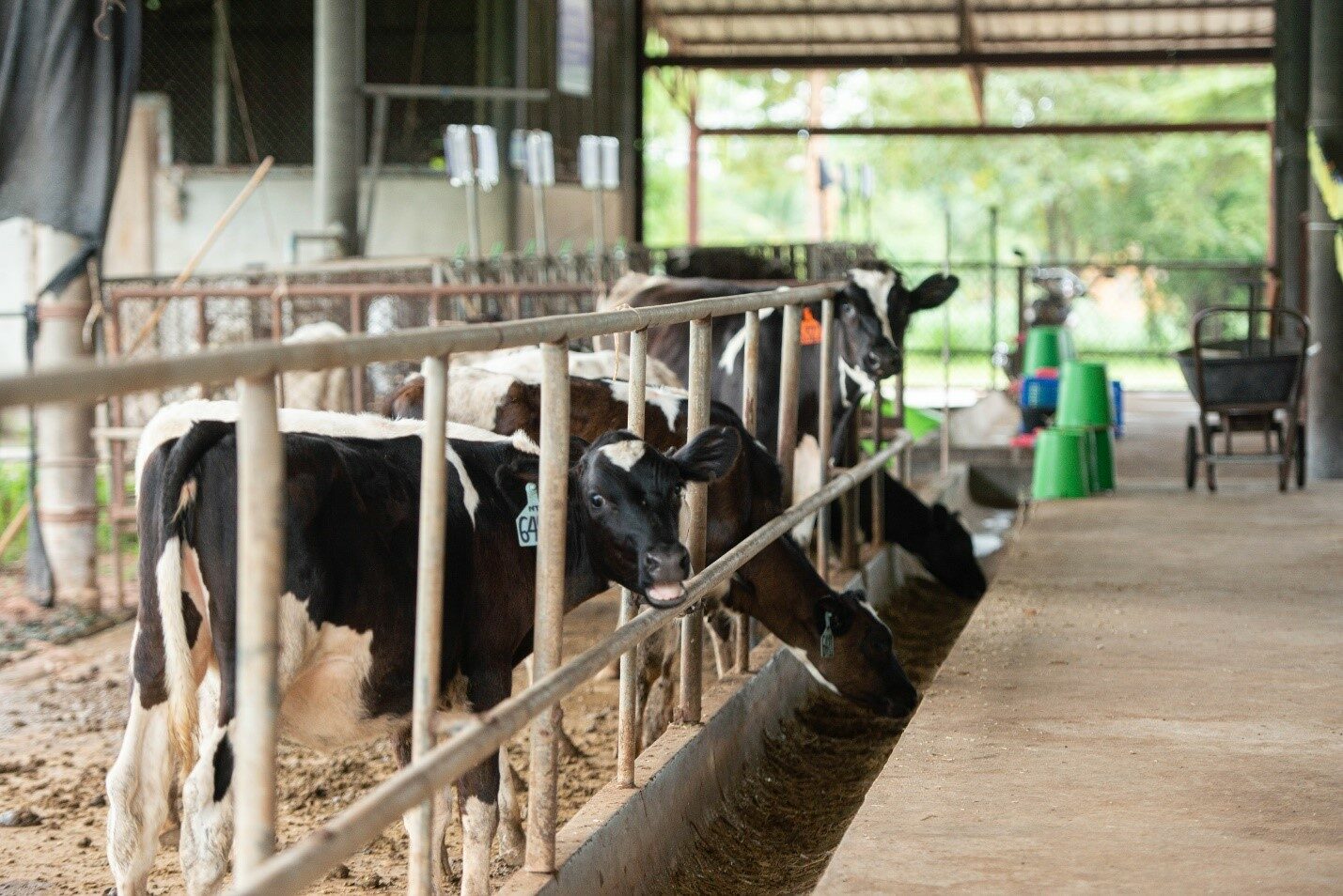 อธิบดีกรมส่งเสริมสหกรณ์ ลั่นนักเรียนต้องได้ดื่มนมคุณภาพ พร้อมร่วมมือหน่วยงานที่เกี่ยวข้องปรับวิธีการจัดการนมทั้งระบบ สร้างความยั่งยืนแก่อาชีพเลี้ยงโคนมเกษตรกรไทย 5 S 90677297