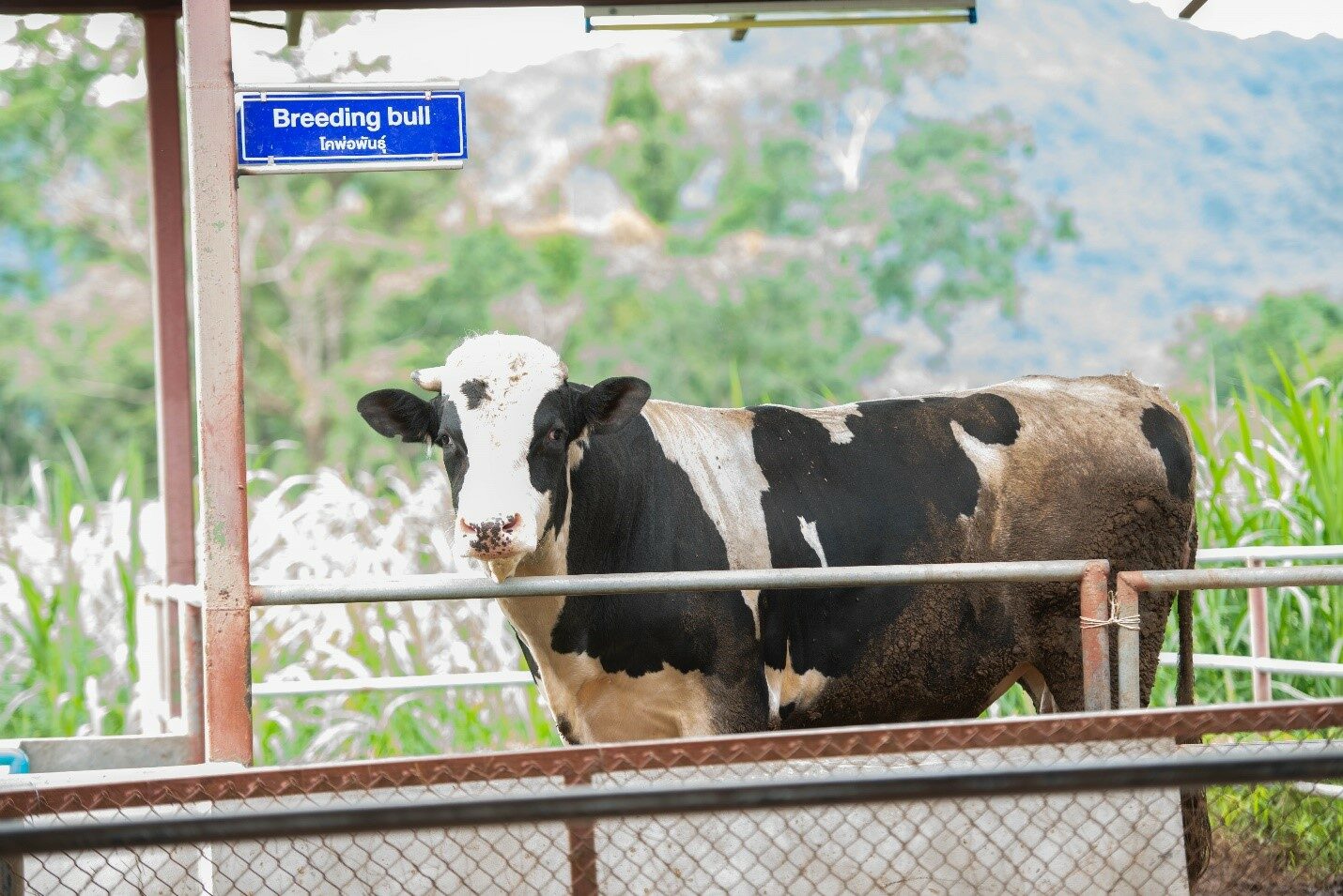 อธิบดีกรมส่งเสริมสหกรณ์ ลั่นนักเรียนต้องได้ดื่มนมคุณภาพ พร้อมร่วมมือหน่วยงานที่เกี่ยวข้องปรับวิธีการจัดการนมทั้งระบบ สร้างความยั่งยืนแก่อาชีพเลี้ยงโคนมเกษตรกรไทย 10 S 90677319