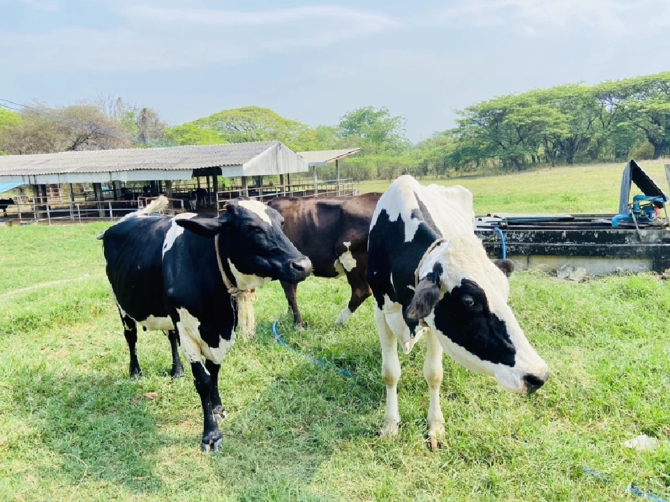 กรมส่งเสริมสหกรณ์ ชี้แจงข้อเท็จจริงกรณีวิทยาลัยเกษตรฯ ไม่ได้รับการจัดสรรสิทธิและพื้นที่จำหน่ายโครงการอาหารเสริม (นม) โรงเรียน 3 S 91373664