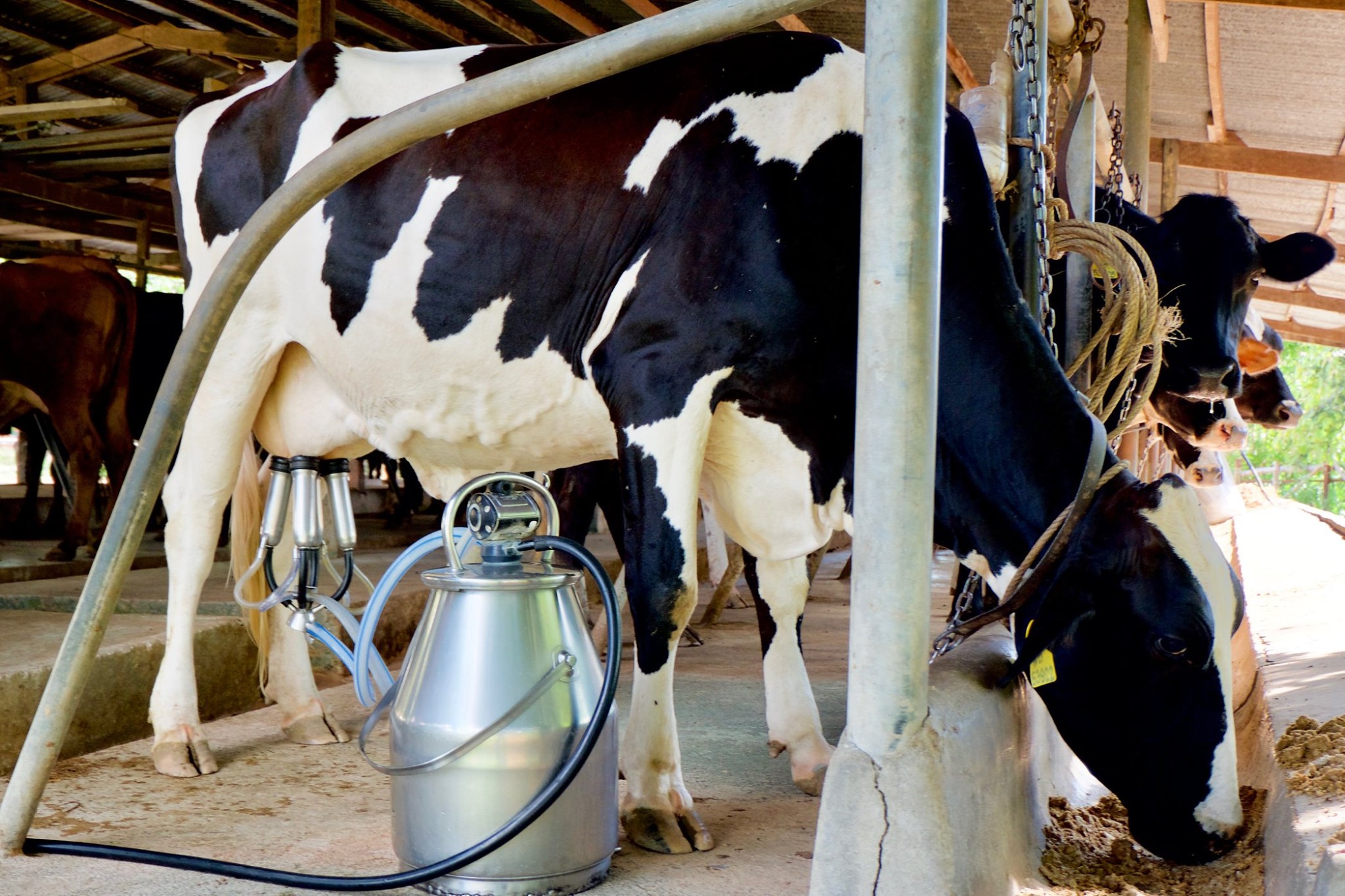 กรมส่งเสริมสหกรณ์ ชี้แจงข้อเท็จจริงกรณีวิทยาลัยเกษตรฯ ไม่ได้รับการจัดสรรสิทธิและพื้นที่จำหน่ายโครงการอาหารเสริม (นม) โรงเรียน 8 S 91373671