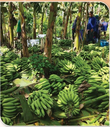 สถาบันเกษตรกรดีเด่นแห่งชาติ ประจำปี 2568 ประเภทวิสาหกิจชุมชน Scr