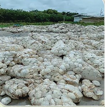 สหกรณ์ดีเด่นแห่งชาติ ประจำปี 2568 สหกรณ์ผู้ผลิตยางพารา Screenshot 1 4