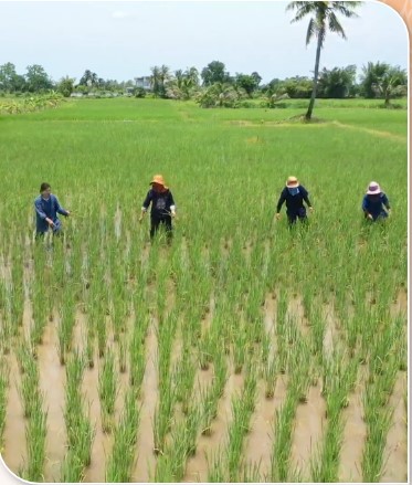 สถาบันเกษตรกรดีเด่นแห่งชาติ ประจำปี 2568 ศูนย์ส่งเสริมและผลิตภัณฑ์ข้าวชุมชนประเภทข้าวอื่นๆ Screenshot 20