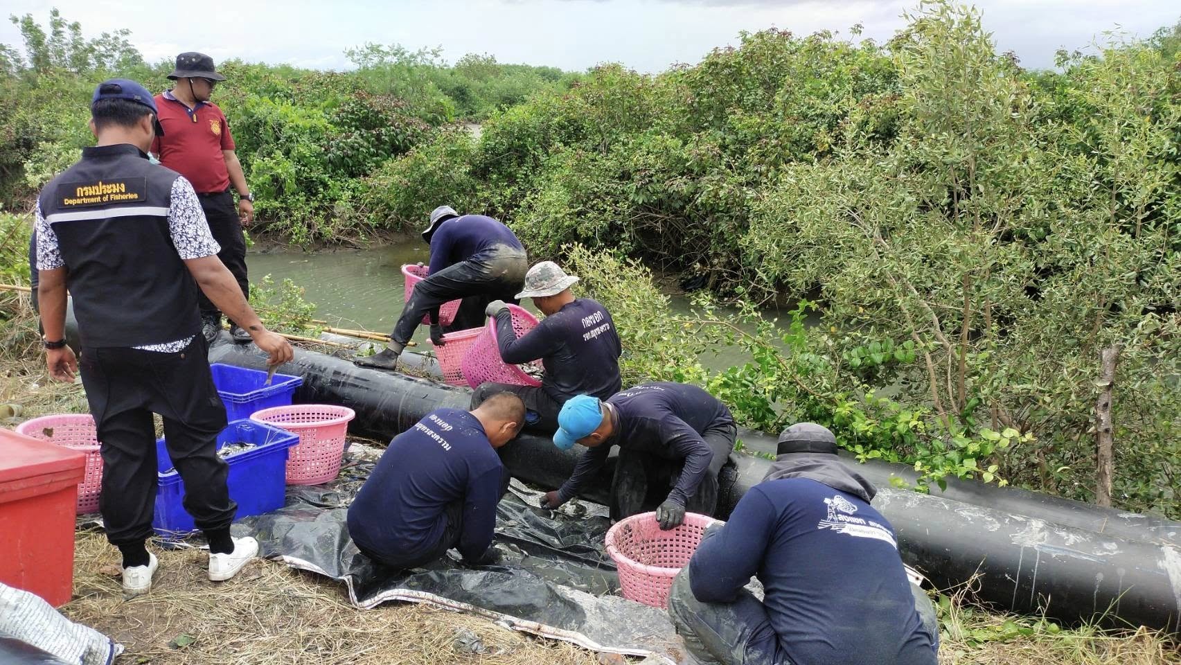 สมุทรสงคราม โชว์ผลชัด songkram4