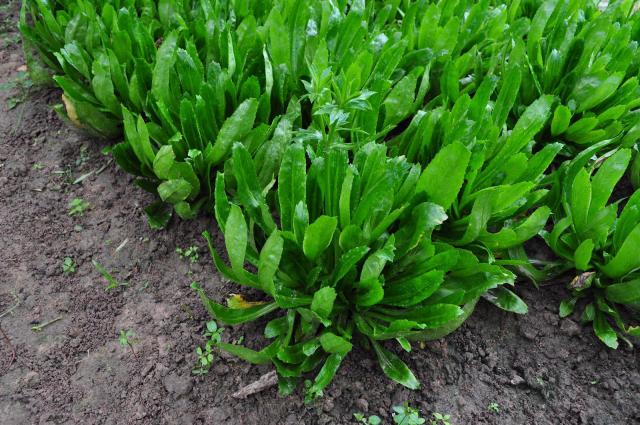 ปลูก thumb 122