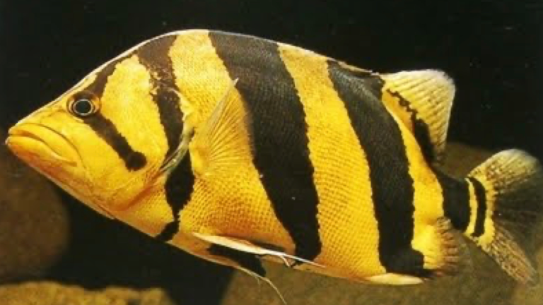 tigerfish.002