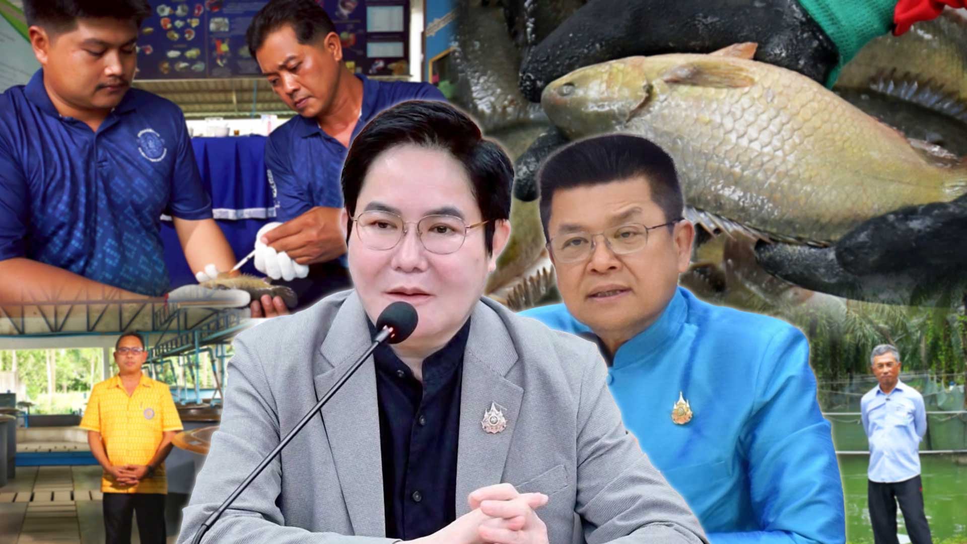 กรมประมง โชว์ผลงานพัฒนาสายพันธุ์สัตว์น้ำเศรษฐกิจปรับโฉม “ปลาหมอชุมพร 1” ให้รูปร่าง แบน หนา ดูมีขนาดใหญ่ตอบโจทย์เทรนด์ตลาดยุคใหม่ เกษตรกรเลี้ยงเชิงพาณิชย์ได้คุ้มค่า ราคาดี 1 กรมประมง2