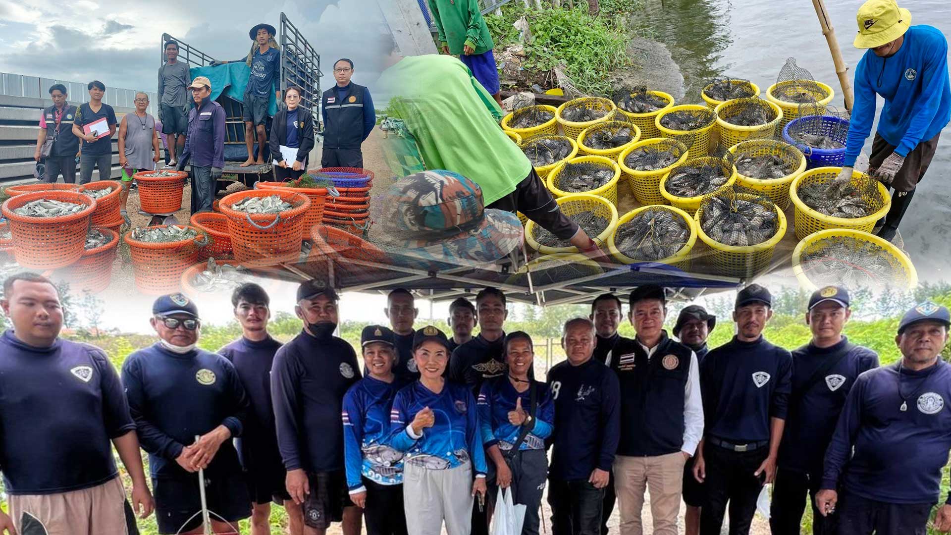 รับซื้อจริง-กำจัดจริงปลาหมอคางดำ เปิดผลสำเร็จการรับซื้อปลาหมอคางคำ ระหว่างวันที่8- 30 พ.ค. 2568 รวมทั้งสิ้น 1,116,016 กิโลกรัม 1 กรมประมงเปิดผลสำเร็จการรับซื้อปลาหมอคาง