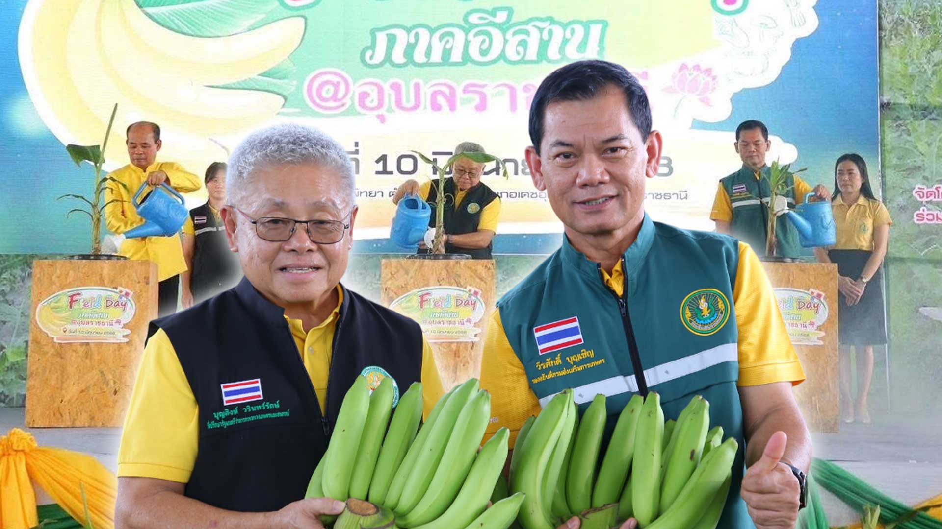 กระทรวงเกษตรฯ จัดใหญ่ Field Day กล้วยหอมทองอุบลฯ เตรียมความพร้อมเกษตรกร 4 จังหวัดอีสานใต้ สู่ฤดูกาลผลิตใหม่ 1 กระทรวงเกษตรฯ จัดใหญ่3 1