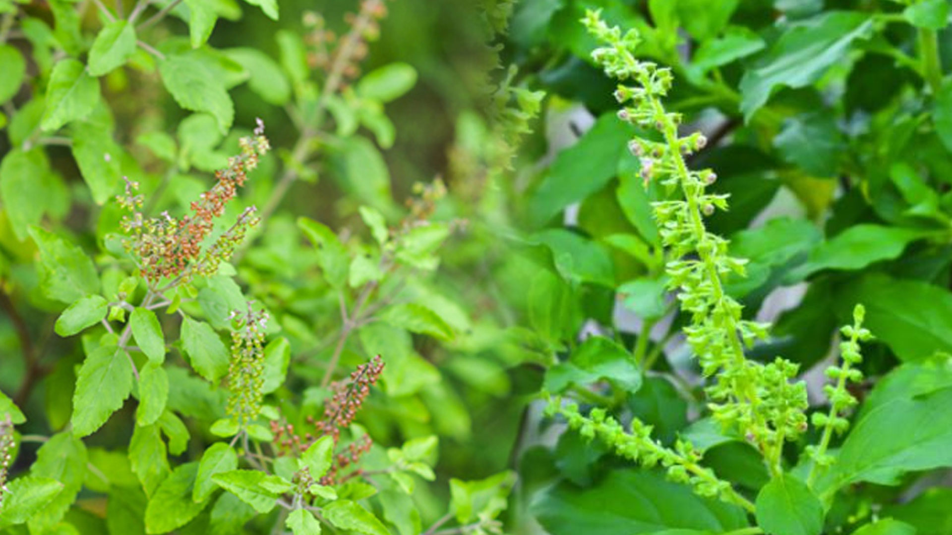 รู้จัก กะเพรา2