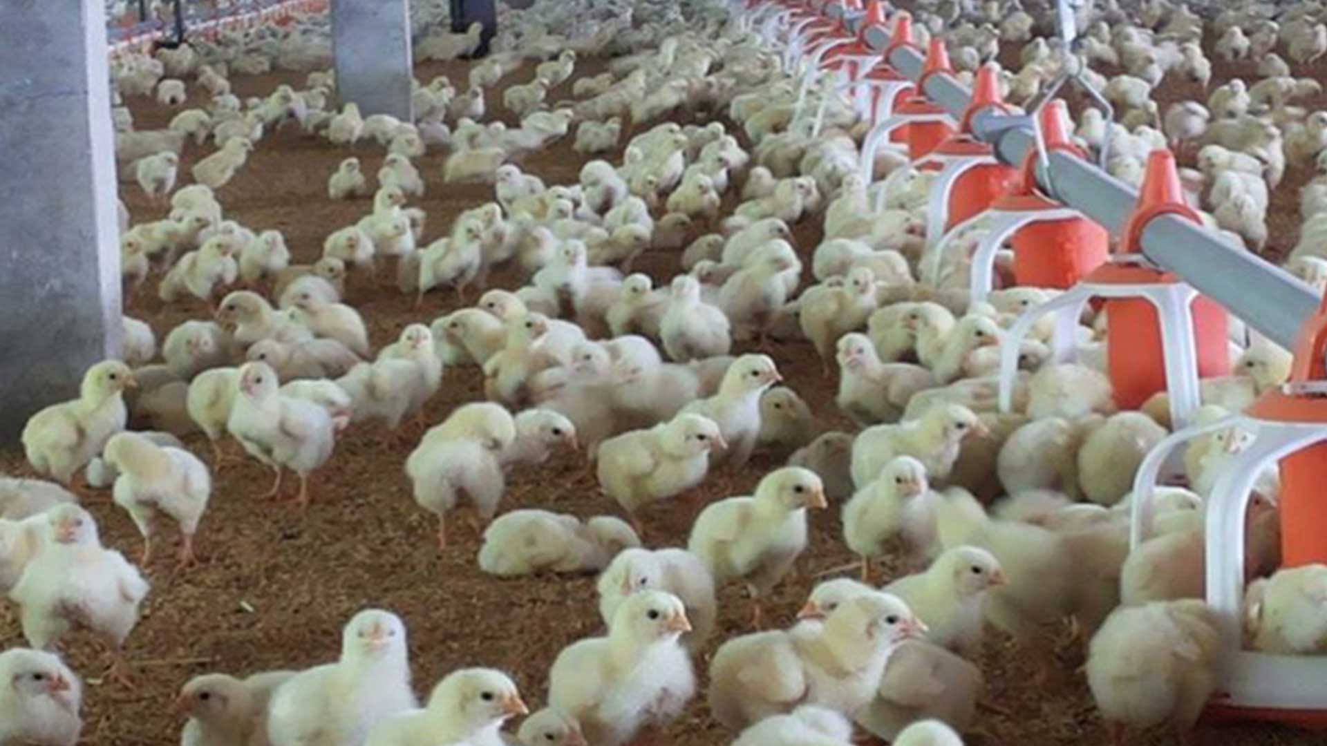 การอนุบาลลูกไก่3