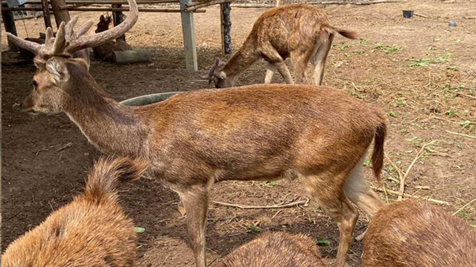 การเลี้ยง การเลี้ยงกวาง3