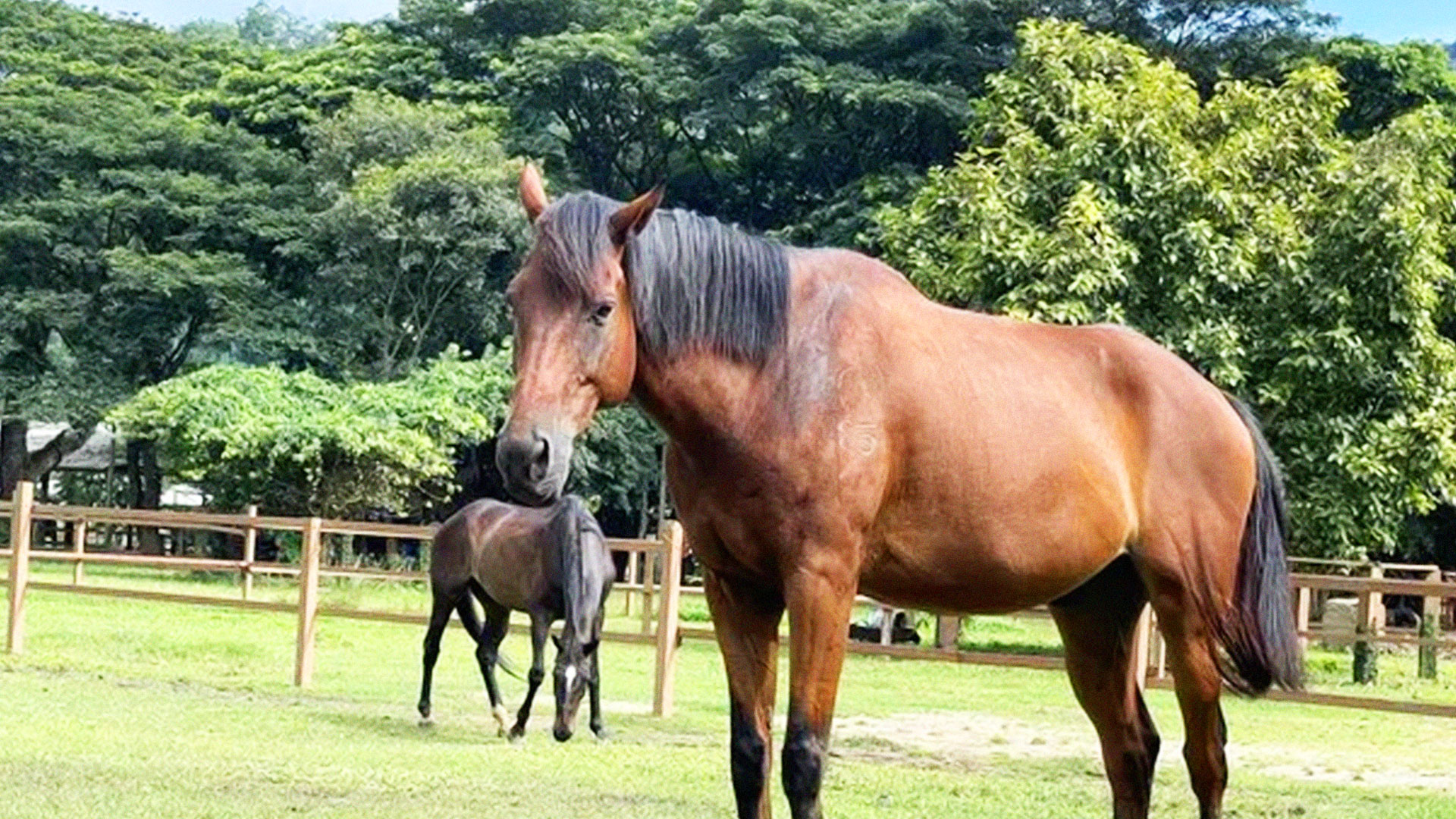 การเลี้ยงม้า2