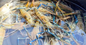 กุ้งก้ามกราม3