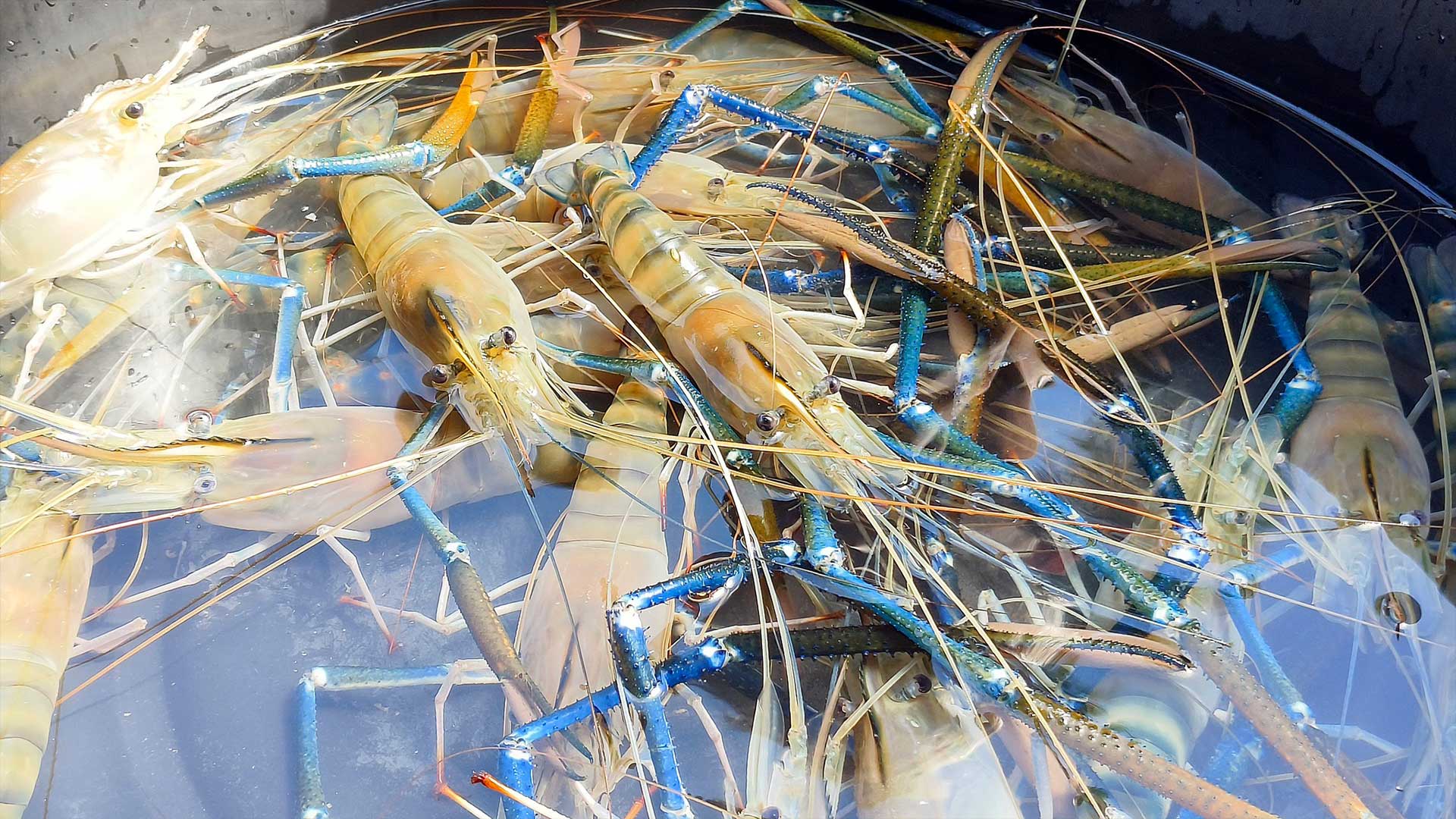 กุ้งก้ามกราม3