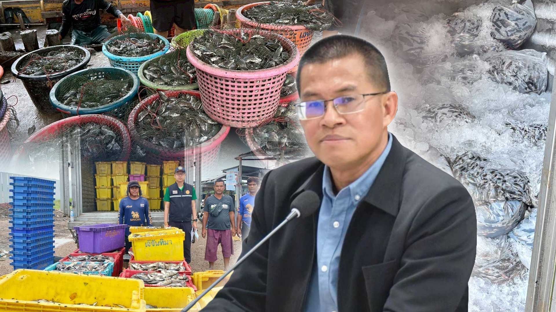 ซื้อจริง จับจริง นำไปใช้ประโยชน์จริงโฆษกกรมประมงเผยยอดรับซื้อปลาหมอคางดำ 1 เดือน 2,298,422 กิโลกรัมเน้นย้ำความเชื่อมั่น กรมประมงดำเนินการแก้ไขปัญหาการแพร่ระบาดอย่างต่อเนื่องทุกมิติ 1 ซื้อจริง จับจริง3