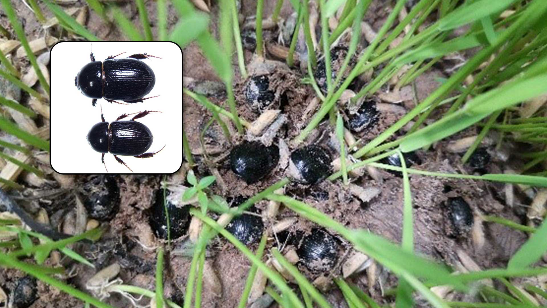 กรมการข้าว เตือน ด้วงดำ3