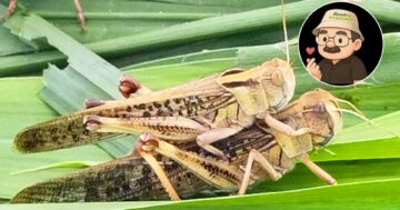 ตั๊กแตน2