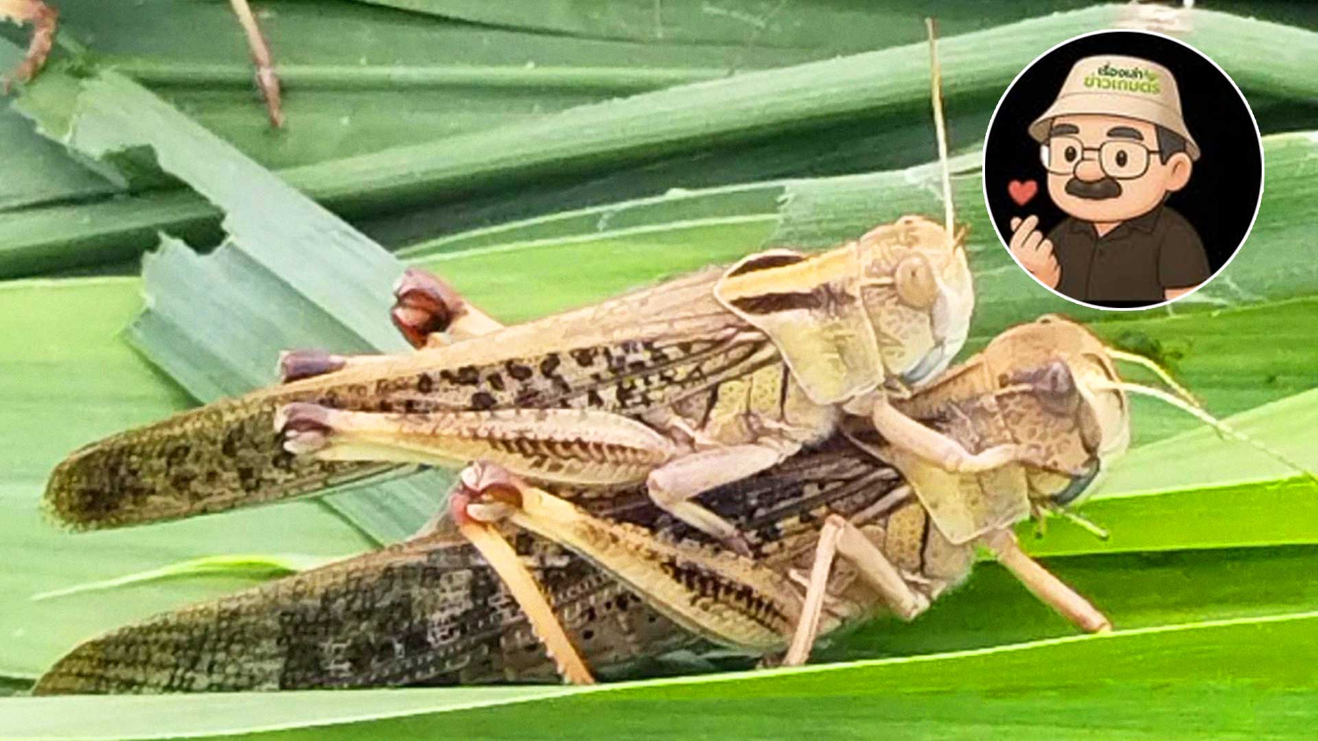 ตั๊กแตน2