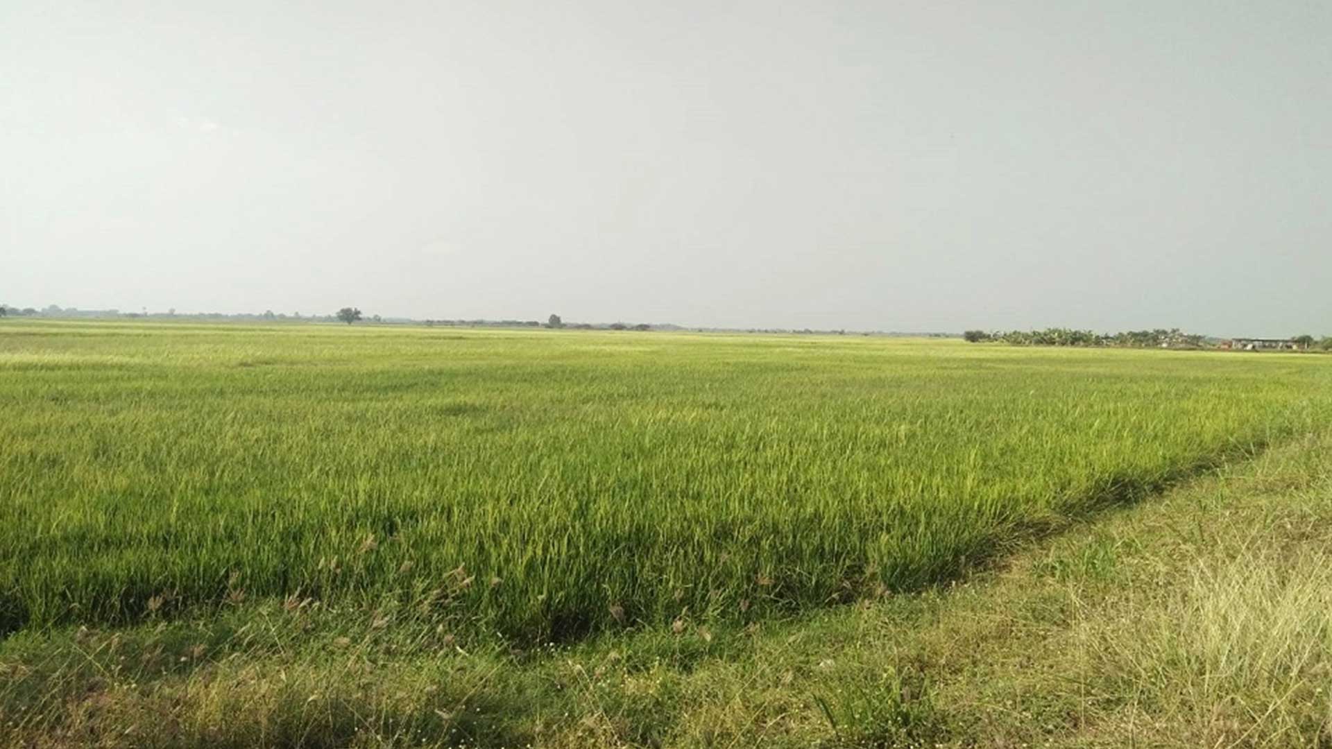 นบข. ไฟเขียว 4 มาตรการช่วยข้าวนาปี 68/69 วงเงินกว่า 5 หมื่นล้าน พยุงราคา-ลดต้นทุนชาวนา 1 นบข3