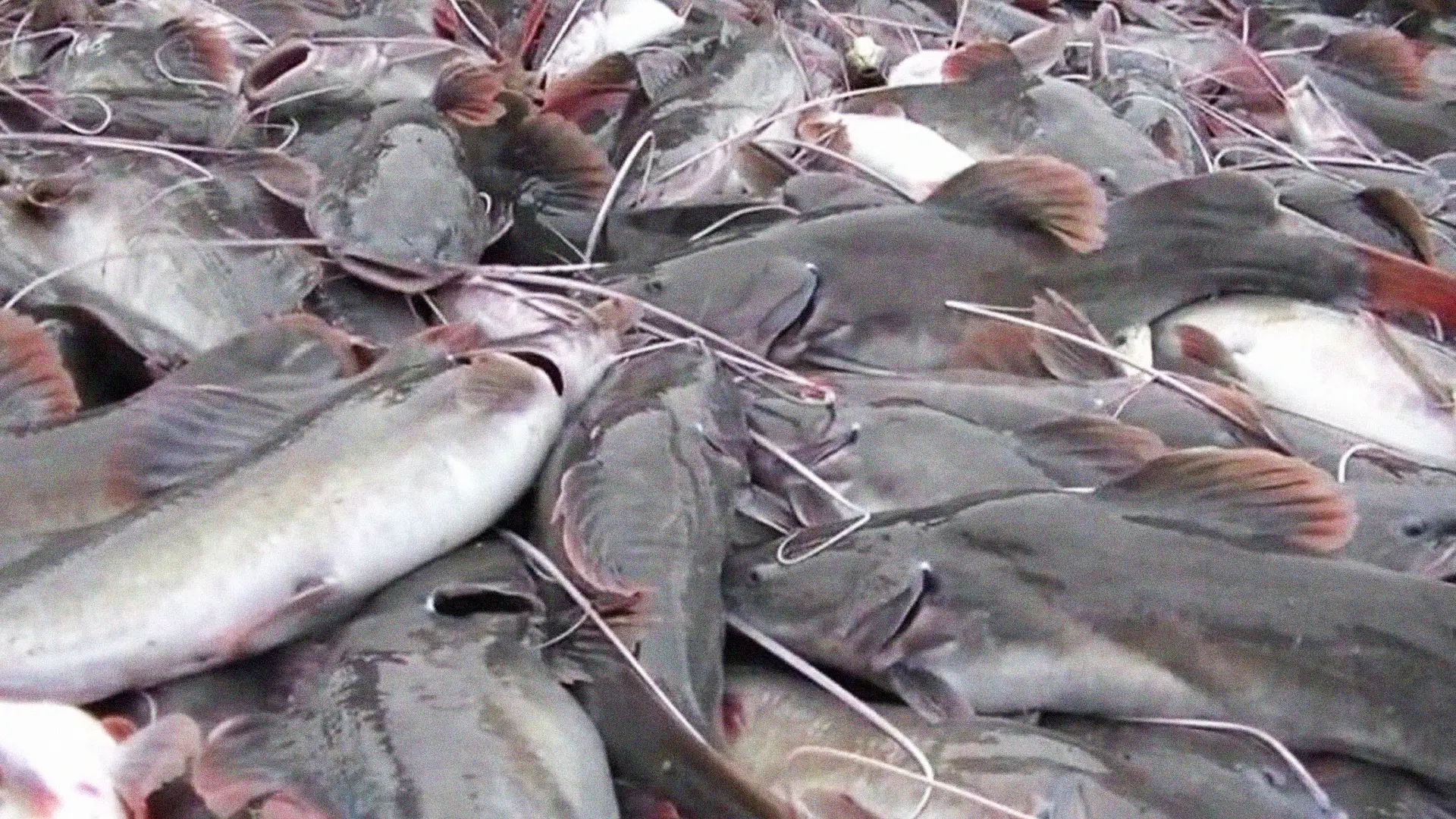 ปลากดคัง.jpgแก