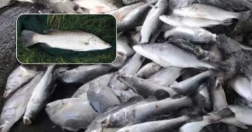 ปลากะพงขาว3