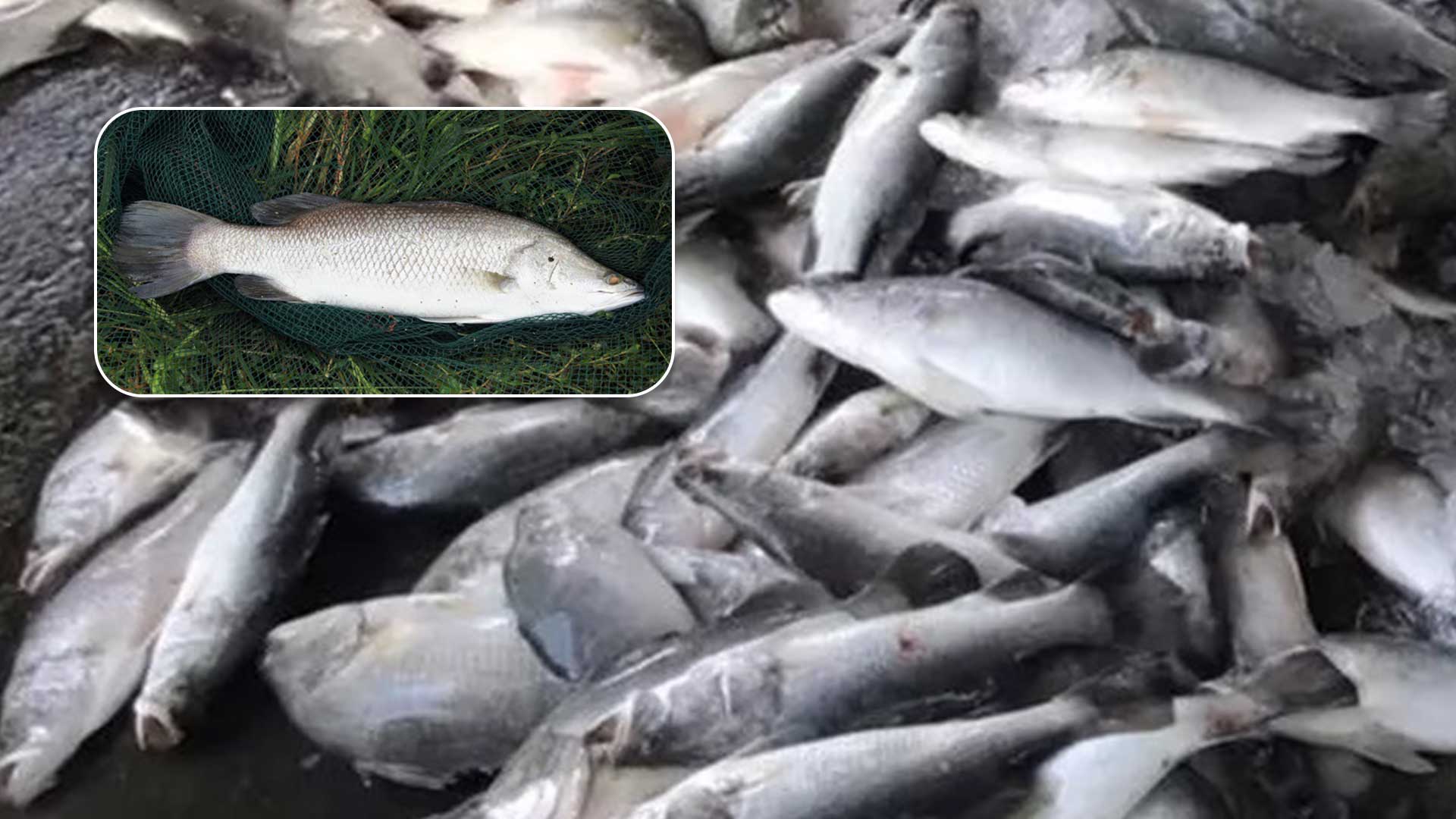 ปลากะพงขาว3