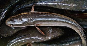 ปลาช่อน2