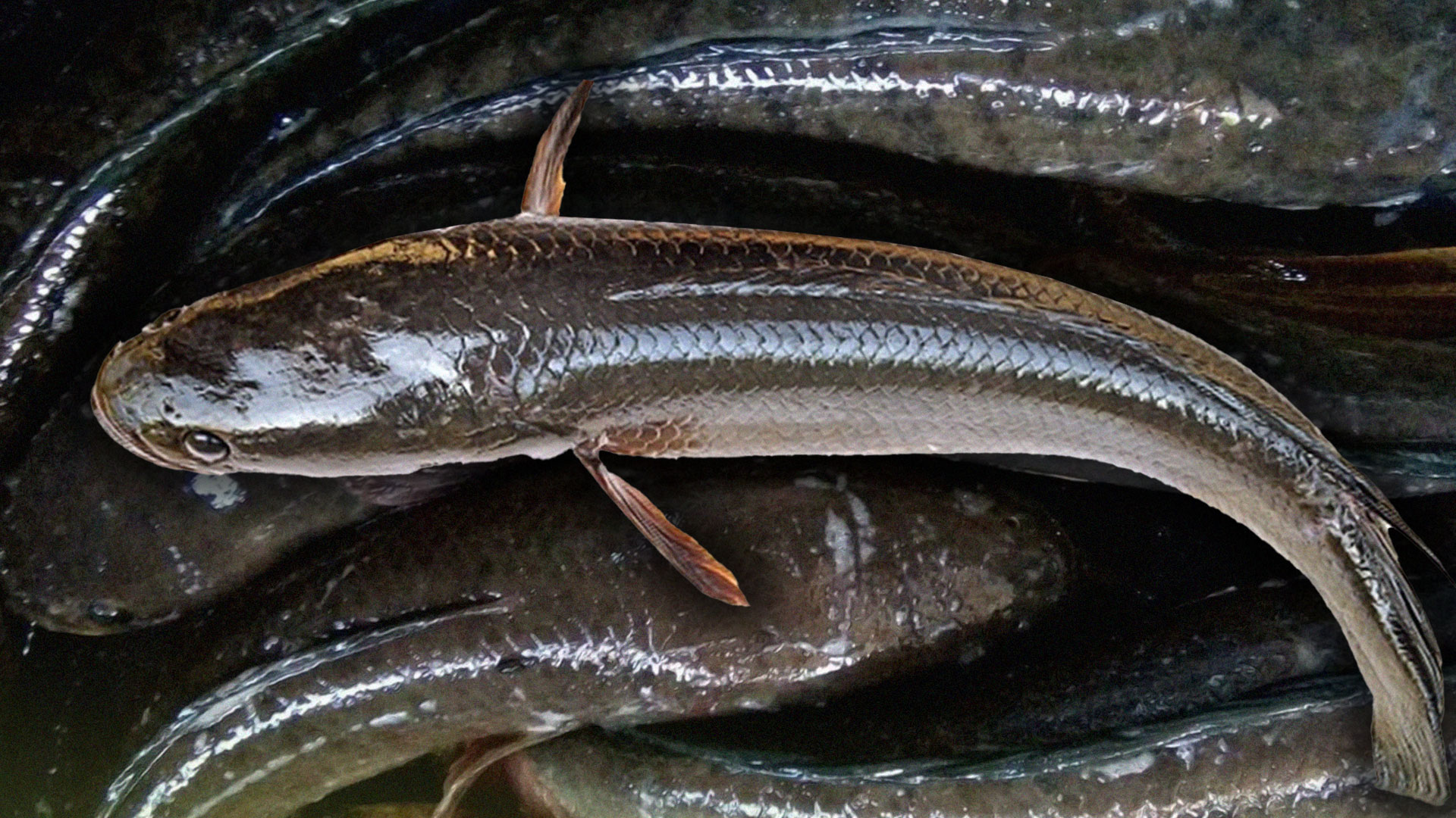 “ปลาช่อน” ตลาดต้องการเสมอ 1 ปลาช่อน2