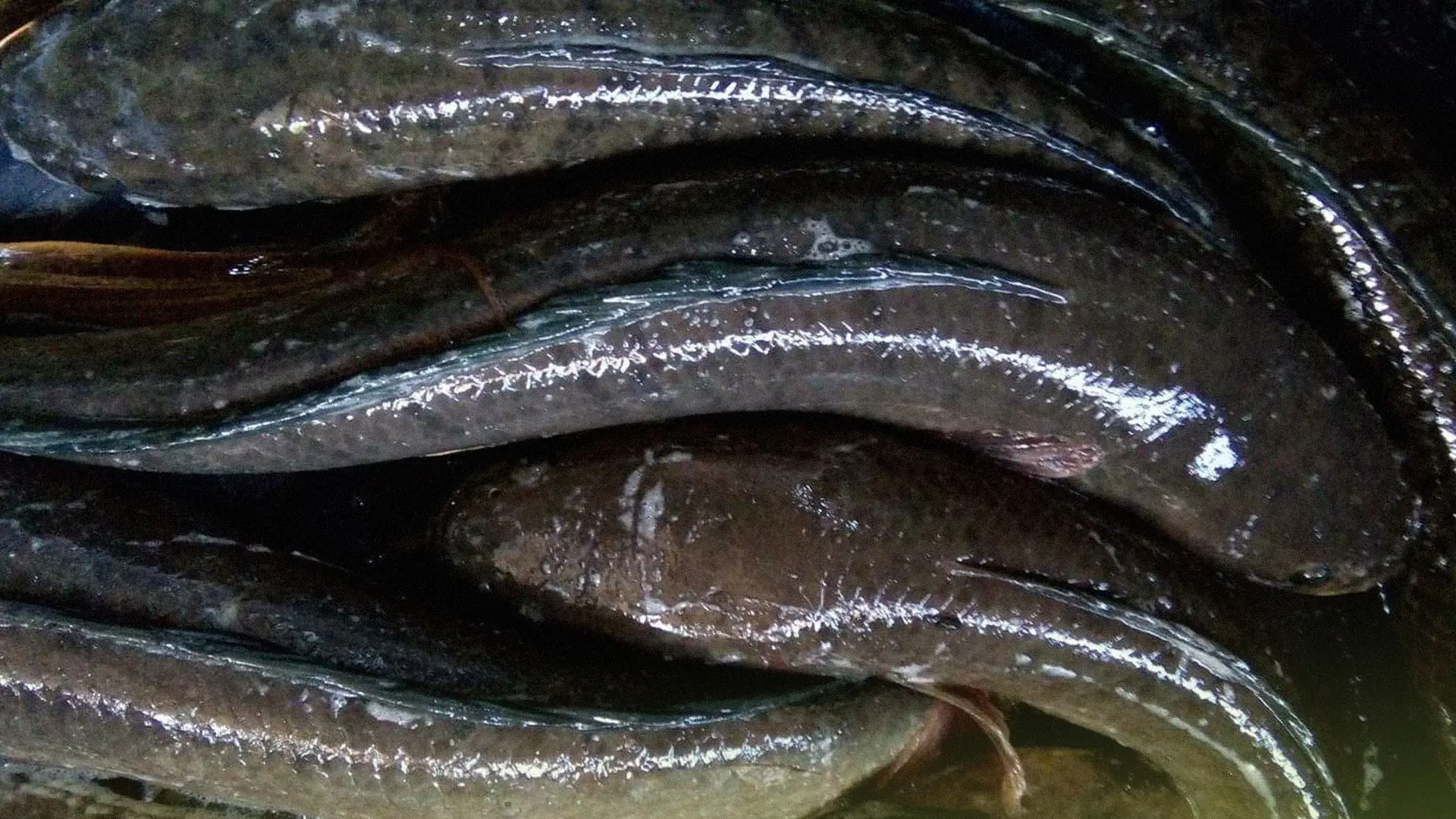 “ปลาช่อน” ตลาดต้องการเสมอ 2 ปลาช่อน3