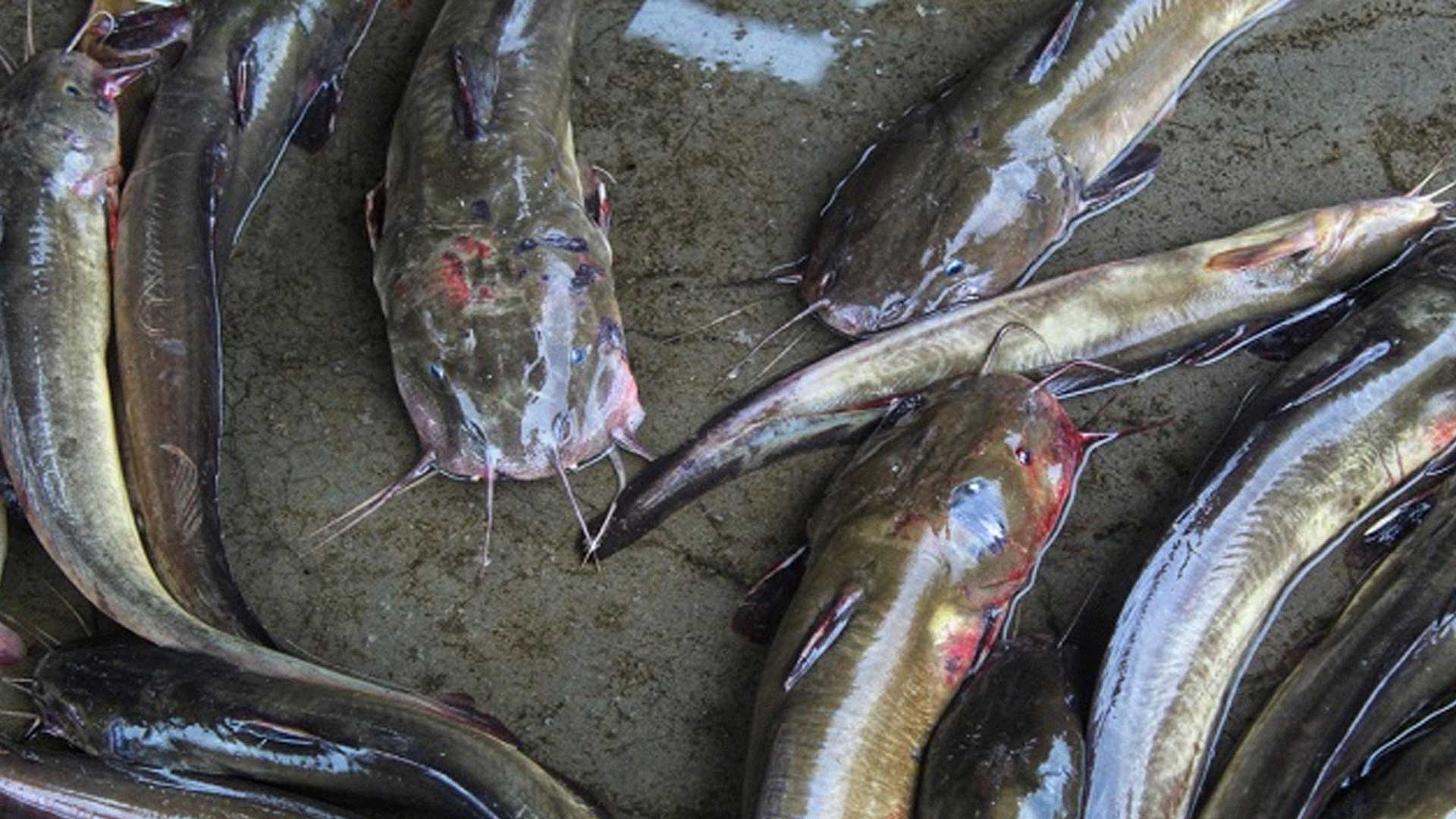 การเลี้ยงปลาดุกในบ่อปูนซีเมนต์ เป็นที่นิยม 1 ปลาดุก2