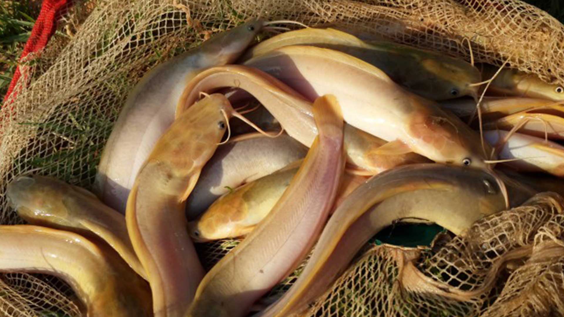 ปลาดุกรัสเซีย3