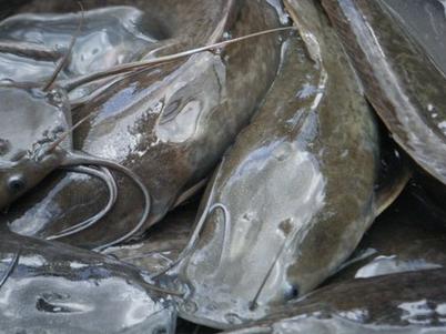 ปลาดุกอุย