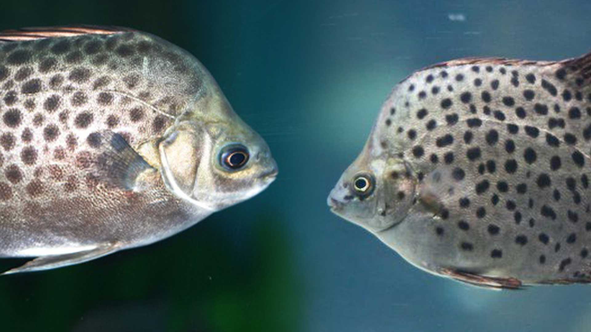 ปลาตะกรับ3