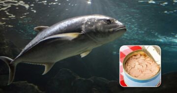 ปลาทูน่า3