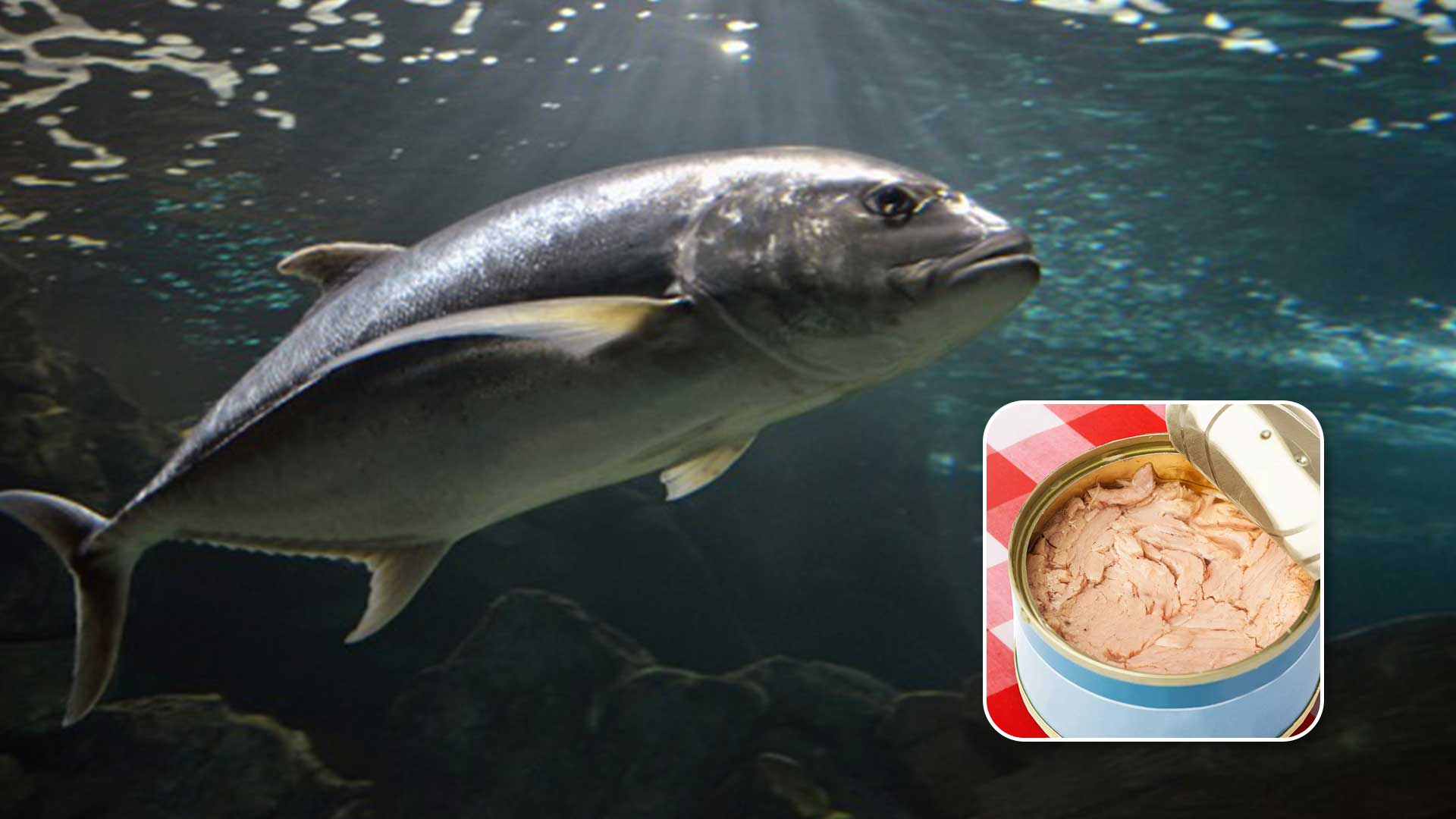 ปลาทูน่า3