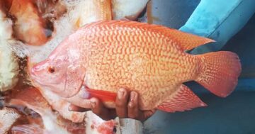 ปลานิลแดง2