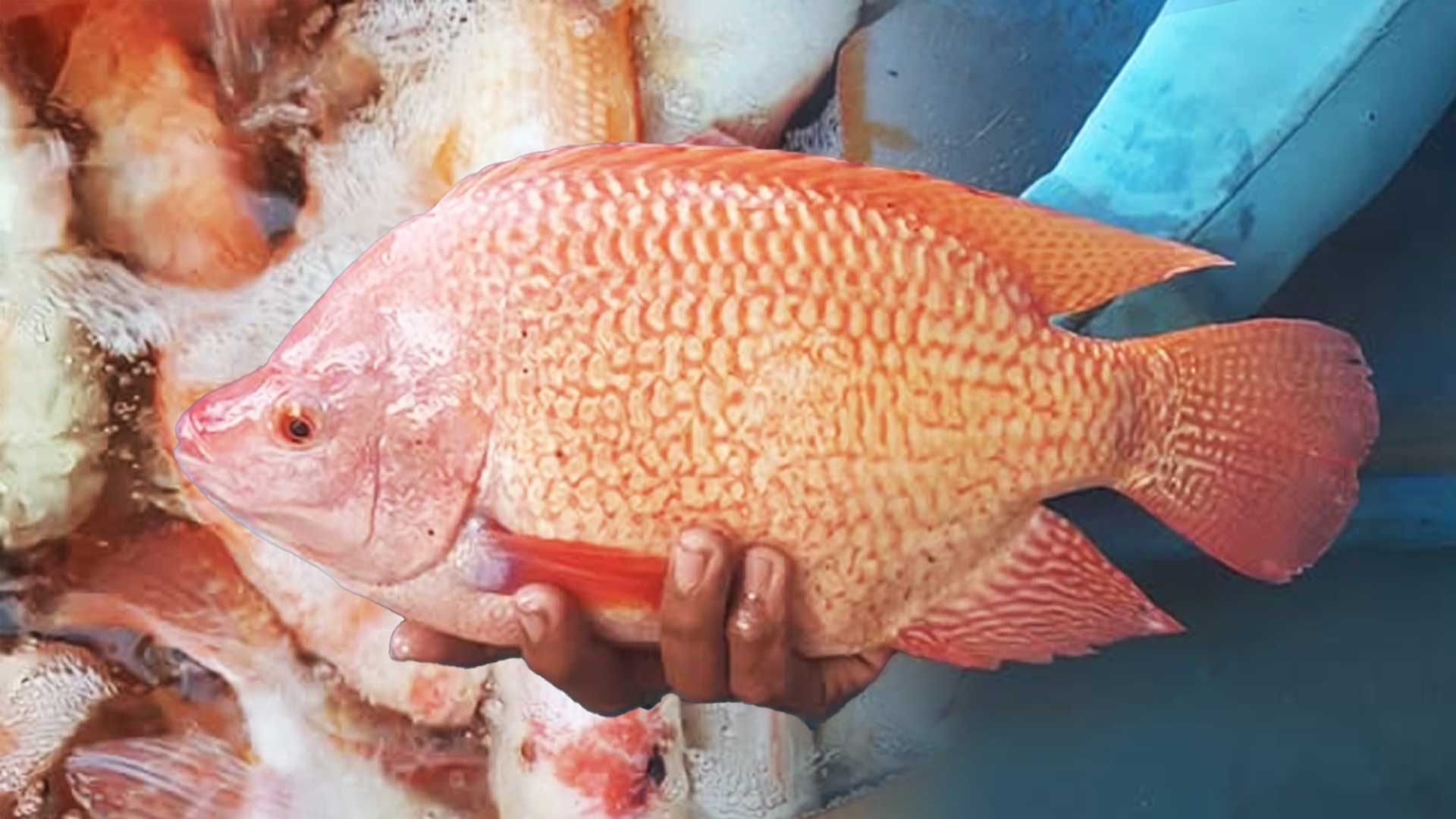 ปลานิลแดง2