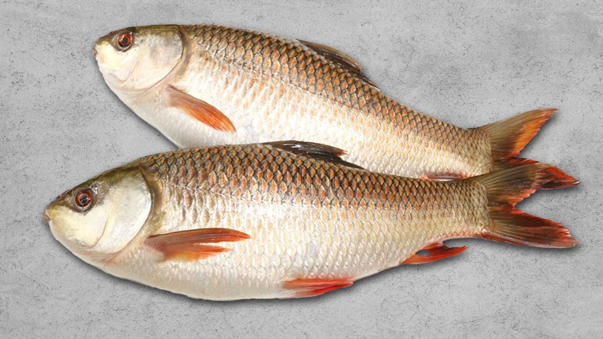 ปลายี่สกเทศ2