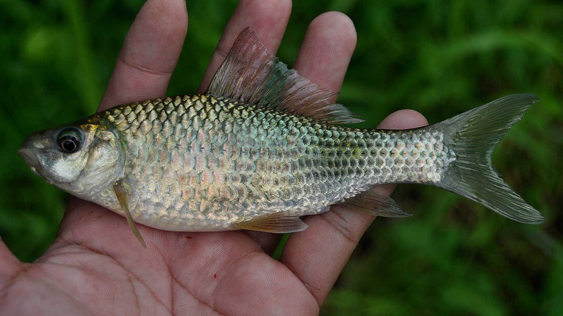 ปลาสร้อย3 1