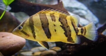 ปลาเสือตอ2