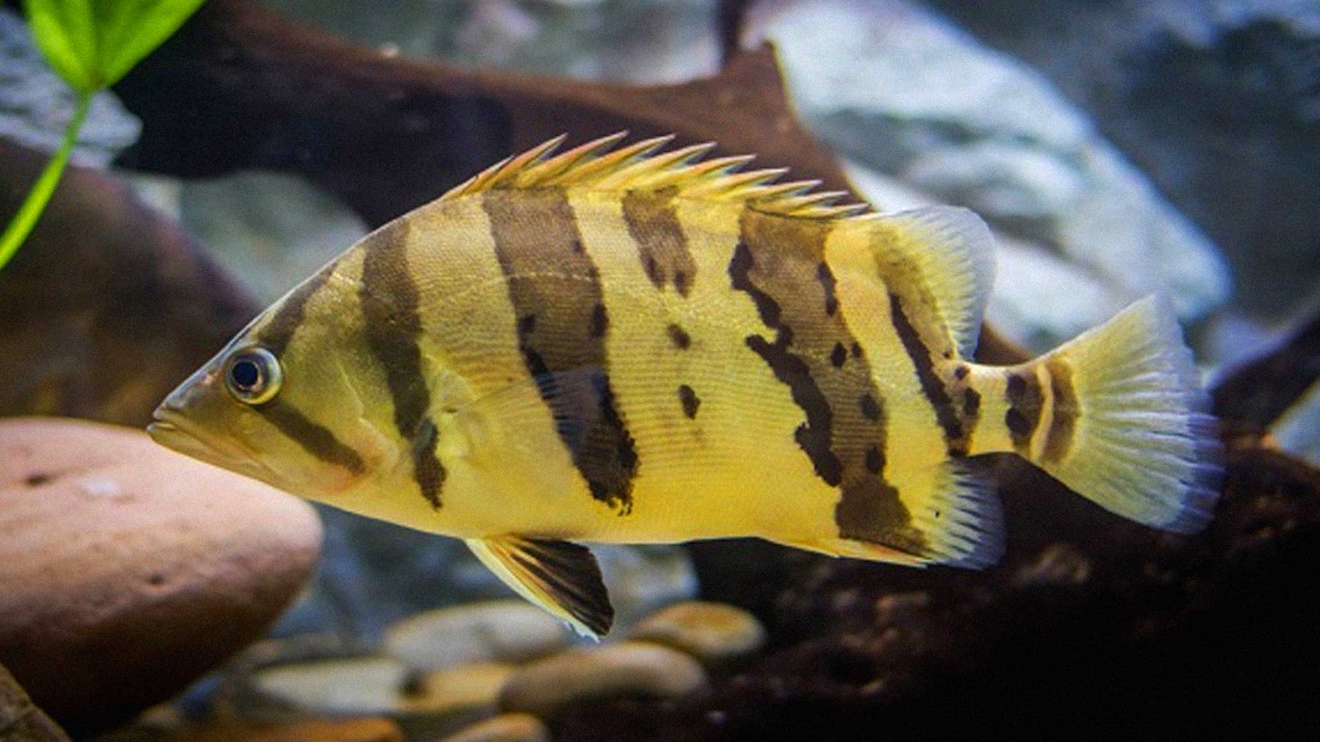 ปลาเสือตอ2