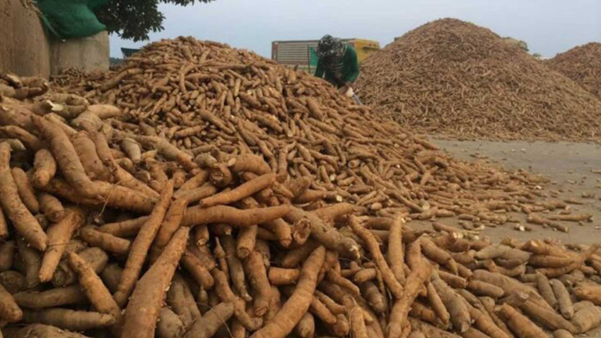 ปีนี้…ราคามันสำปะหลังดำดิ่งลงสุดๆ เกษตรกรจะสู้ไหวไหม 1 ปีนี้ราคามันสำปะหลังดำดิ่งสุดๆ3