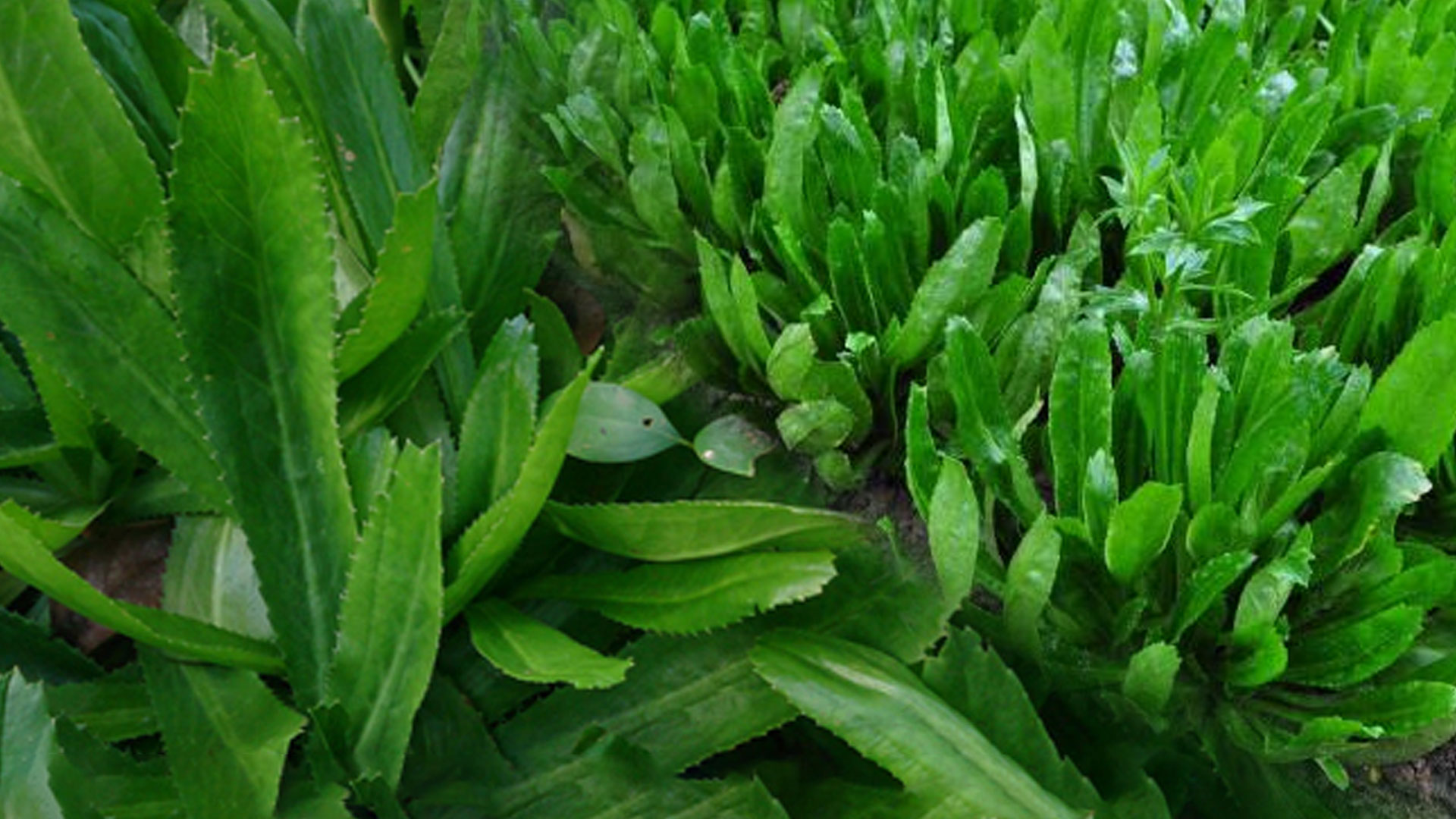 ปลูก ผักชีฝรั่ง2