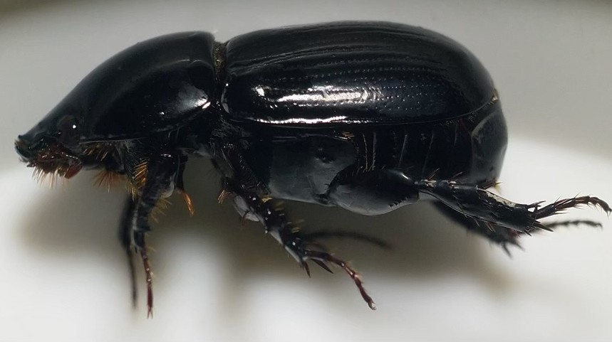 กรมการข้าว เตือน ภาพกข1